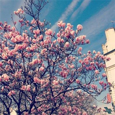 拼图寻鸟之旅手游(暂未上线)v1.0 安卓版